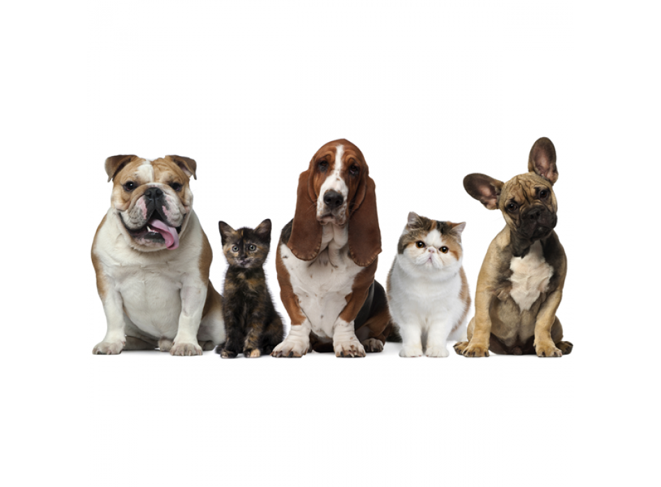 RODINNÁ FOTOGRAFIE G2062 PINTDECOR