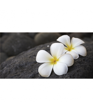 Obraz FRANGIPÁN G2620 PINTDECOR