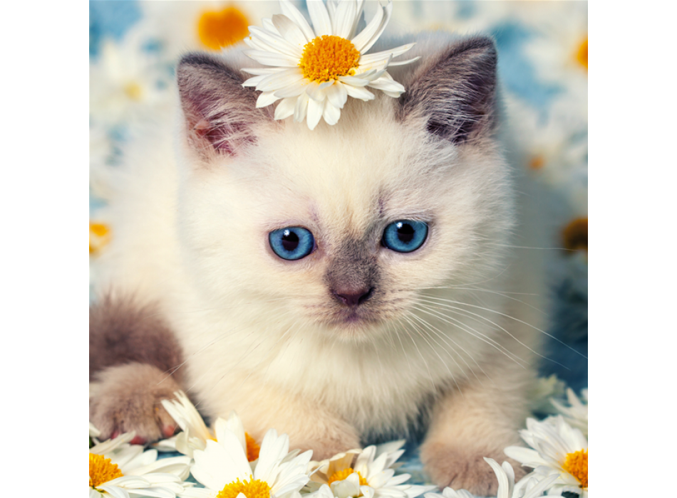 KOŤÁTKO MEZI SEDMIKRÁSKAMI G2090 PINTDECOR