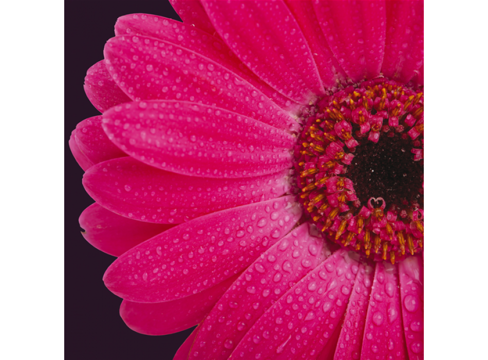 GERBERA G1110 PINTDECOR obraz