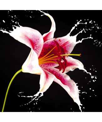 Obraz ČERVENÁ LILIE G1962 PINTDECOR