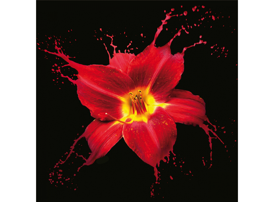 Obraz ČERVENÁ LILIE G2566 PINTDECOR