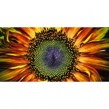 Obraz SLUNEČNICE G1126 PINTDECOR