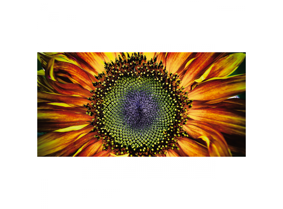 Obraz SLUNEČNICE G1126 PINTDECOR