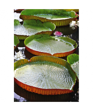 Obraz LECHŮ G1960 PINTDECOR