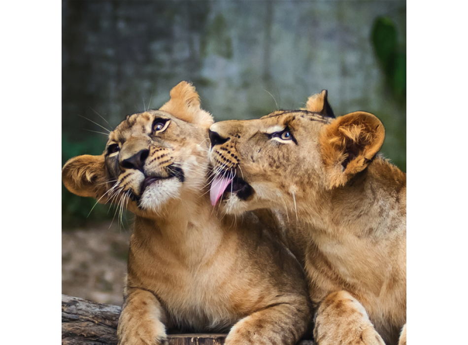 Obraz LVI G1530 PINTDECOR