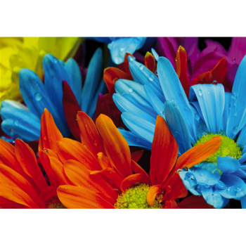 Obrázek COLORFUL DECK G1934 PINTDECOR