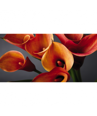 Obraz KYTICE KAL G1914 PINTDECOR