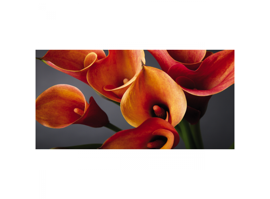 Obraz KYTICE KAL G1914 PINTDECOR