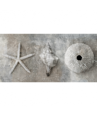 Obraz MOLLUSCHI G2884 PINTDECOR