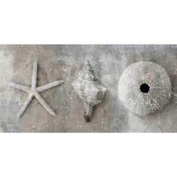 Obraz MOLLUSCHI G2884 PINTDECOR