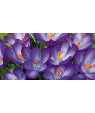 Obraz RŮŽOVÁ KONVALIE G1896 PINTDECOR