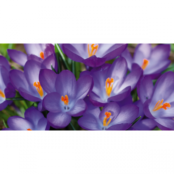 Obraz RŮŽOVÁ KONVALIE G1896 PINTDECOR