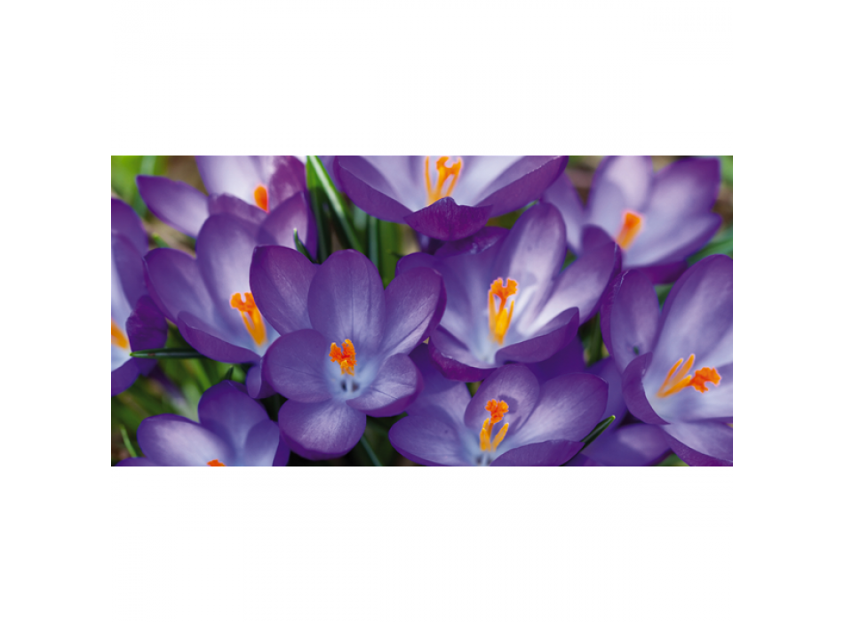 Obraz RŮŽOVÁ KONVALIE G1896 PINTDECOR