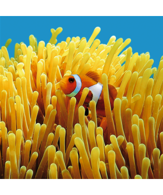 NEMO G1546 PINTDECOR malba