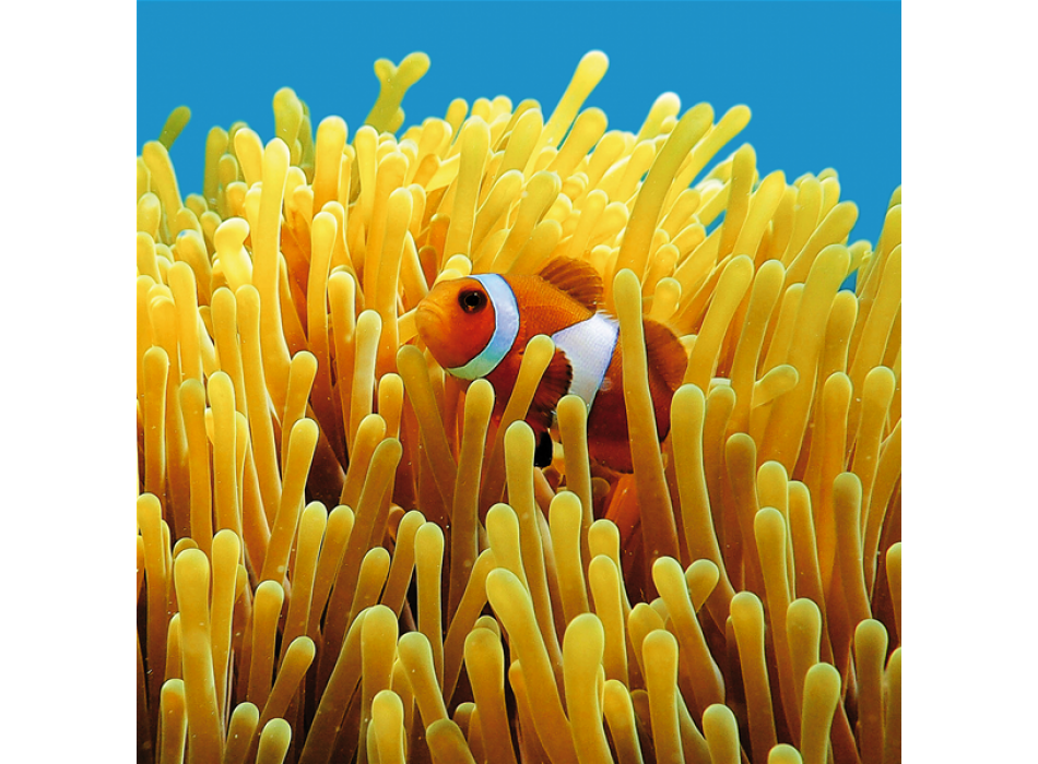 NEMO G1546 PINTDECOR malba