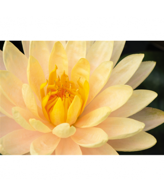 Obraz NINFEA G1972 PINTDECOR