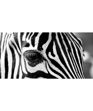 Obraz ZEBRA EYE G5948 PINTDECOR