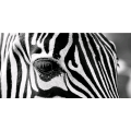Obraz ZEBRA EYE G5948 PINTDECOR