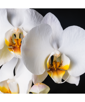 ORCHIDEA G1952 PINTDECOR obraz