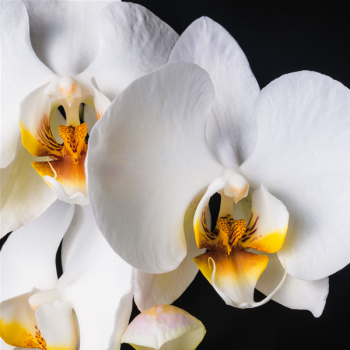 ORCHIDEA G1956 PINTDECOR obraz