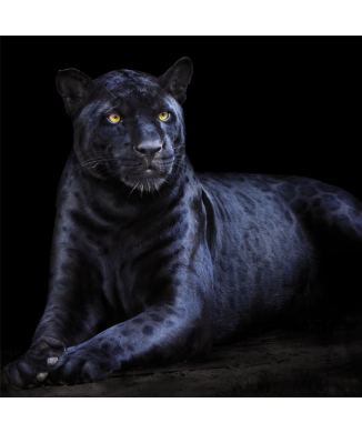 Rám PANTERA G3294 PINTDECOR