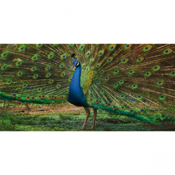 Obraz PEACOCK G3258 PINTDECOR