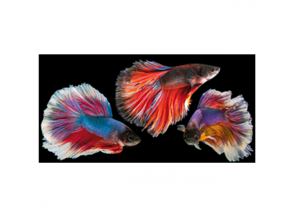 Obraz ZLATÁ RYBKA G5960 PINTDECOR