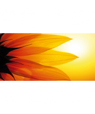 Okvětní lístky slunečnice G1918 Pintdecor obraz