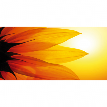 Okvětní lístky slunečnice G1918 Pintdecor obraz