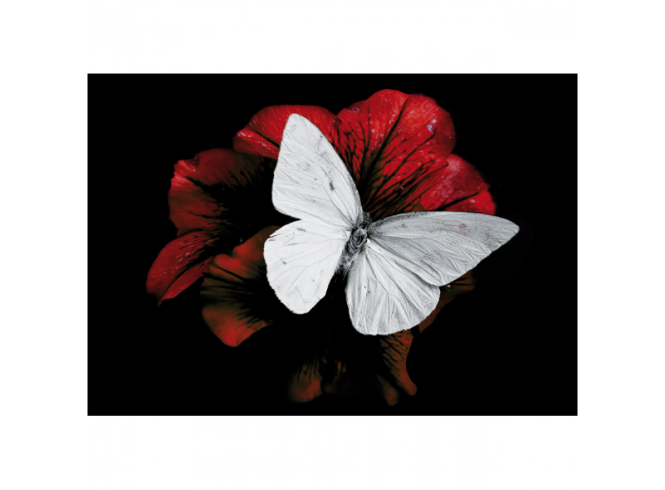 Lakování PIERIS BRASICAE G3348 PINTDECOR