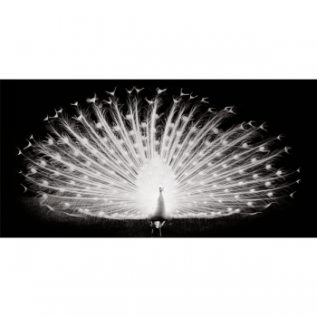 Rám PLUMES DE PAON G3262 PINTDECOR