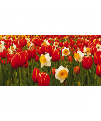 Obraz LOUKA V KVĚTECH G1138 PINTDECOR