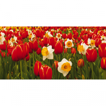 Obraz LOUKA V KVĚTECH G1138 PINTDECOR