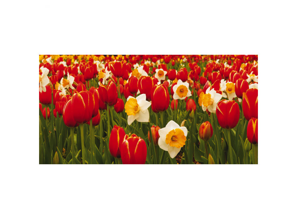 Obraz LOUKA V KVĚTECH G1138 PINTDECOR