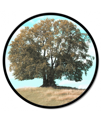 DUB GT6218 PINTDECOR lak