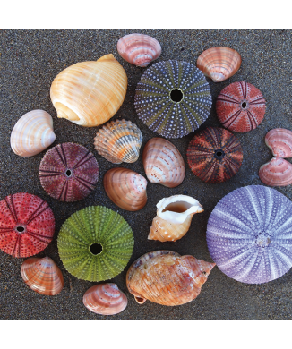 Obraz JEŽCI A MUŠLE G2044 PINTDECOR