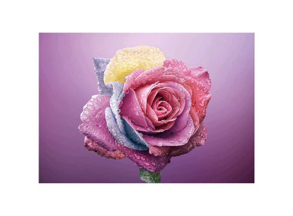 Obraz COLORFUL ROSE G5268 PINTDECOR