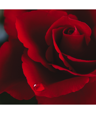 Obraz ČERVENÁ RŮŽE G1158 PINTDECOR