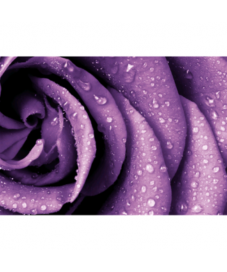 RANNÍ ROSOVÁ G4212 PINTDECOR