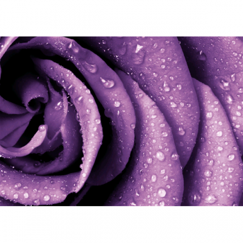 RANNÍ ROSOVÁ G4212 PINTDECOR