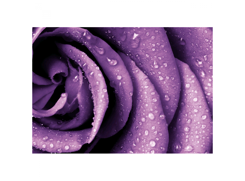 RANNÍ ROSOVÁ G4212 PINTDECOR