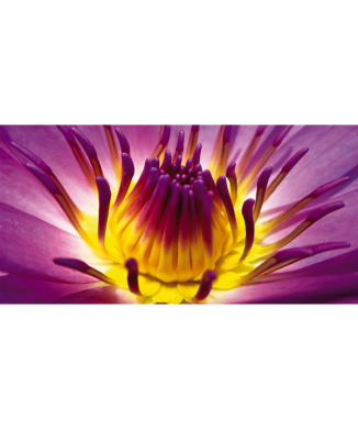 Obraz KVĚTINY KVĚTY G1908 PINTDECOR