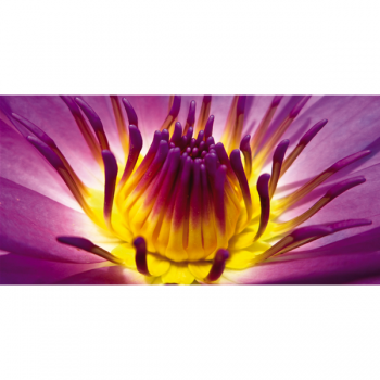 Obraz KVĚTINY KVĚTY G1908 PINTDECOR