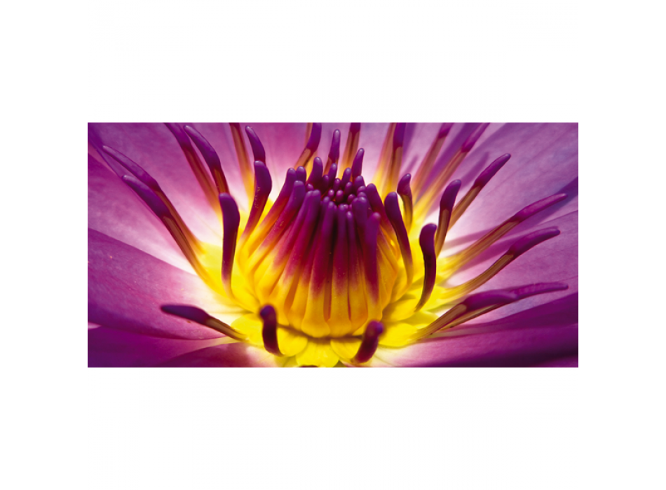 Obraz KVĚTINY KVĚTY G1908 PINTDECOR