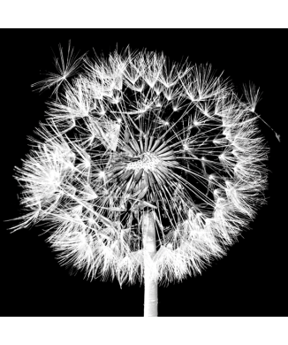 Obraz BLOW YOUR WISHES G1946 PINTDECOR