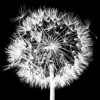 Obraz BLOW YOUR WISHES G1946 PINTDECOR