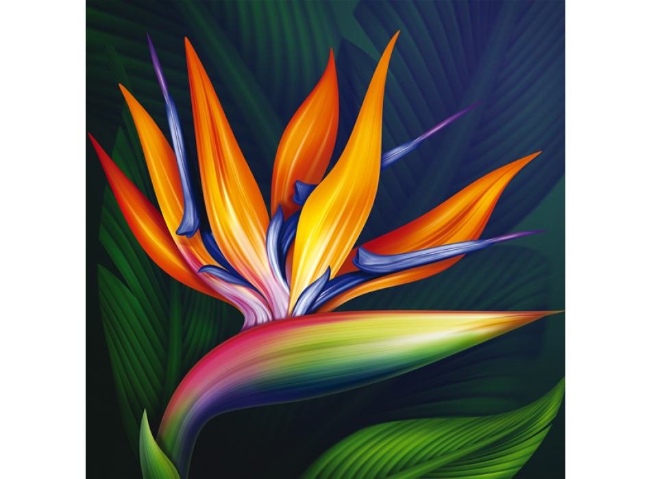 Obraz STRELITZIA G1114 PINTDECOR