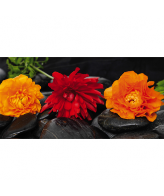 Obraz TŘI KVĚTY NA ČERNÝCH KAMENECH G1924 PINTDECOR