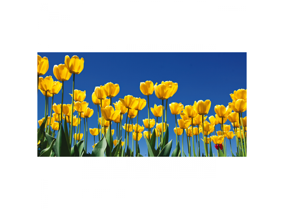 Obraz TULIPANI G1100 PINTDECOR